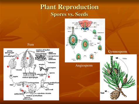how are fern spores similar to angiosperm speeds